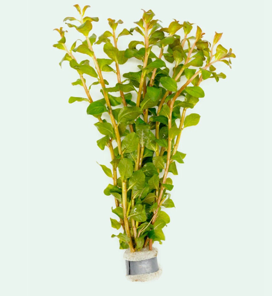 RARE - Ludwigia Guinea Senegalensis - Aquarium Plants - Aquatic Plants - Canada Seller - Combined Shipping